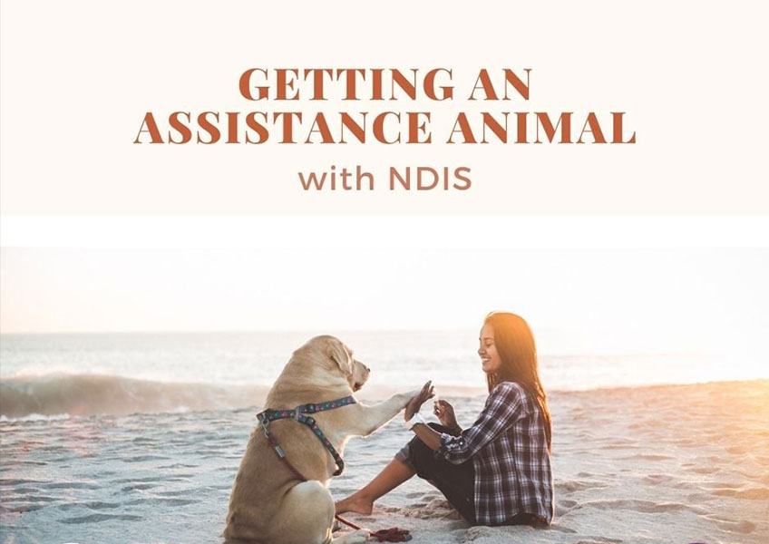 Ndis therapy hot sale dog